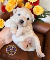 Grace, a female Miniature Schnauzer for sale in Bristol, VA – 1 of 10