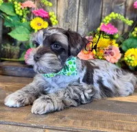 Dakota, a male Miniature Schnauzer for sale in Bristol, VA – 7 of 10