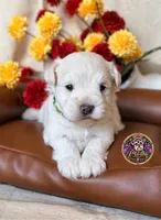Peace, a male Miniature Schnauzer for sale in Bristol, VA – 7 of 10