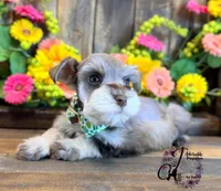 Clover, a male Miniature Schnauzer for sale in Bristol, VA – 9 of 10