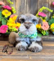 Clover, a male Miniature Schnauzer for sale in Bristol, VA – 8 of 10