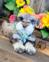 Clover, a male Miniature Schnauzer for sale in Bristol, VA – 2 of 10