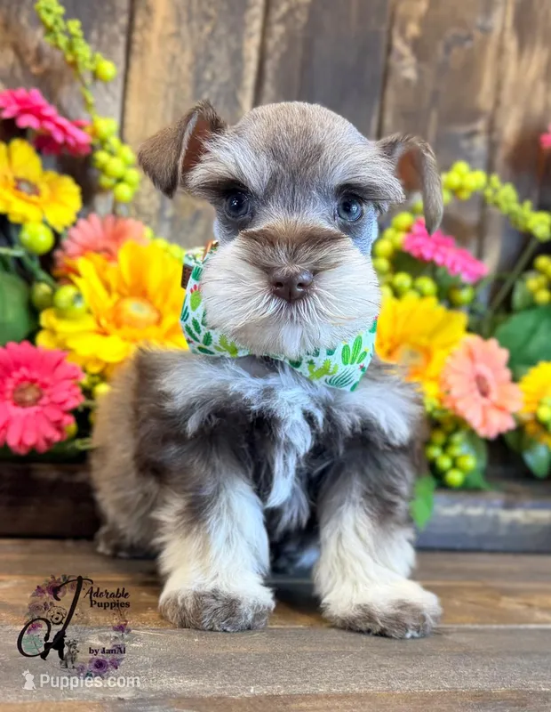 Clover – Miniature Schnauzer puppy for sale in Bristol, VA