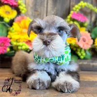 Clover, a male Miniature Schnauzer for sale in Bristol, VA – 6 of 10
