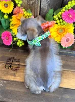 Clover, a male Miniature Schnauzer for sale in Bristol, VA – 4 of 10