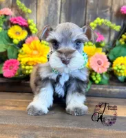 Clover, a male Miniature Schnauzer for sale in Bristol, VA – 10 of 10