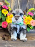 Clover, a male Miniature Schnauzer for sale in Bristol, VA – 7 of 10