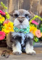 Clover, a male Miniature Schnauzer for sale in Bristol, VA – 5 of 10