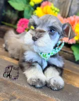 Clover, a male Miniature Schnauzer for sale in Bristol, VA – 3 of 10