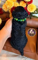 Blueberry , a male Poodle - Toy  and Poodle - Miniature  for sale in Bristol, VA – 7 of 10