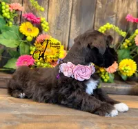 Gypsy , a female Miniature Schnauzer for sale in Bristol, VA – 8 of 10