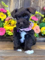 Gypsy , a female Miniature Schnauzer for sale in Bristol, VA – 3 of 10