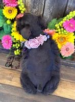 Gypsy , a female Miniature Schnauzer for sale in Bristol, VA – 5 of 10