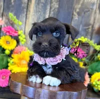 Gypsy , a female Miniature Schnauzer for sale in Bristol, VA – 10 of 10