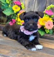 Gypsy , a female Miniature Schnauzer for sale in Bristol, VA – 7 of 10