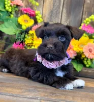 Gypsy , a female Miniature Schnauzer for sale in Bristol, VA – 4 of 10