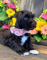 Gypsy , a female Miniature Schnauzer for sale in Bristol, VA – 2 of 10