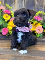 Gypsy , a female Miniature Schnauzer for sale in Bristol, VA – 1 of 10