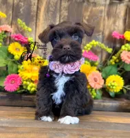 Gypsy , a female Miniature Schnauzer for sale in Bristol, VA – 6 of 10