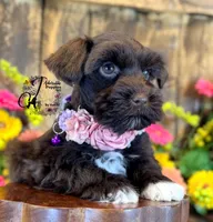 Gypsy , a female Miniature Schnauzer for sale in Bristol, VA – 9 of 10