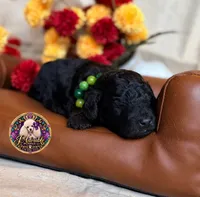 Hershey, a male Poodle - Toy  and Poodle - Miniature  for sale in Bristol, VA – 7 of 10