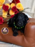 Hershey, a male Poodle - Toy  and Poodle - Miniature  for sale in Bristol, VA – 9 of 10