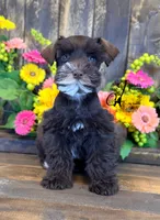 Bud, a male Miniature Schnauzer for sale in Bristol, VA – 2 of 10