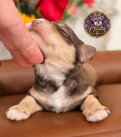 Martha May, a female Miniature Schnauzer for sale in Bristol, VA – 6 of 10