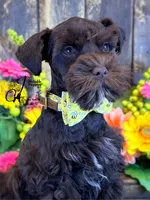 Ledger, a male Miniature Schnauzer for sale in Bristol, VA – 8 of 10