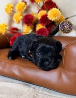 Faith, a female Miniature Schnauzer for sale in Bristol, VA – 2 of 10