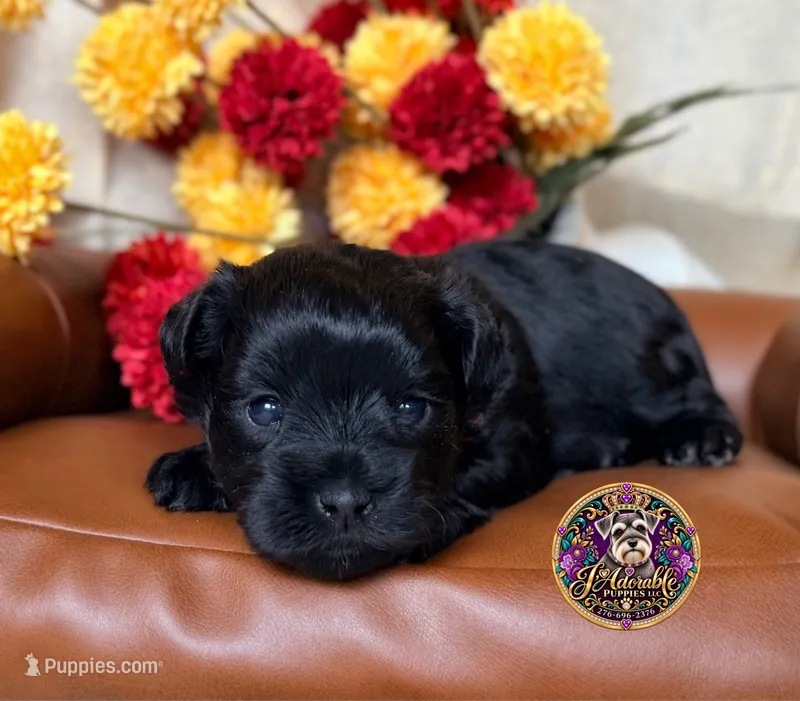 Faith – Miniature Schnauzer puppy for sale in Bristol, VA