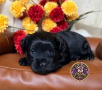 Faith, a female Miniature Schnauzer for sale in Bristol, VA – 1 of 10
