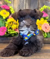 Bud, a male Miniature Schnauzer for sale in Bristol, VA – 7 of 10