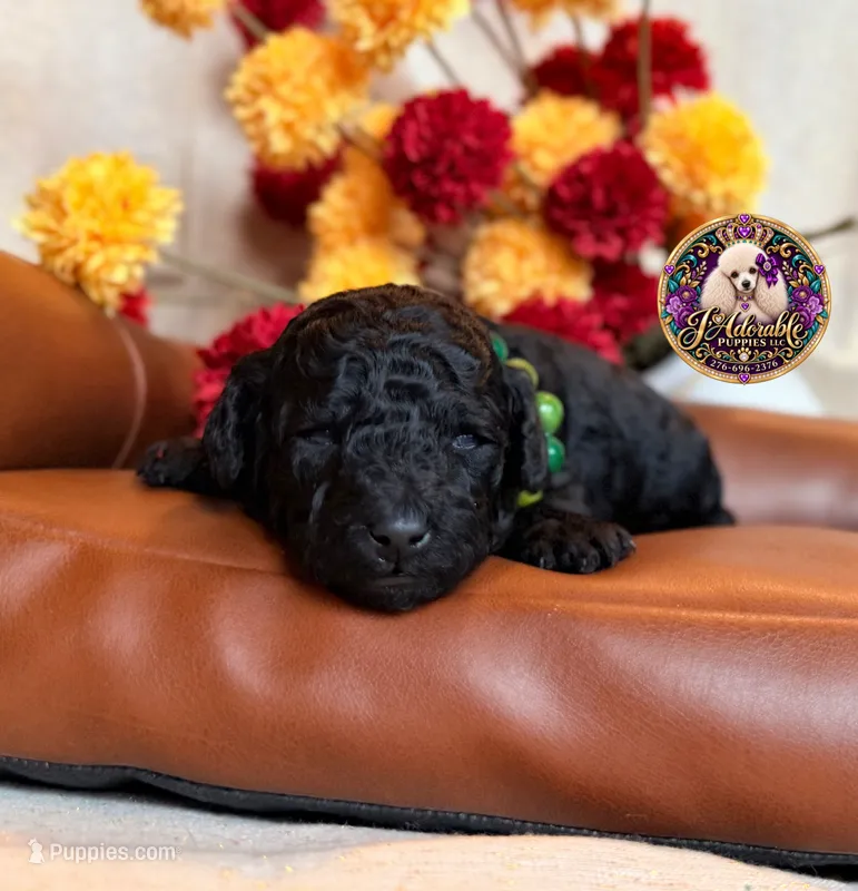 Blueberry  – Poodle - Toy , Poodle - Miniature  puppy for sale in Bristol, VA