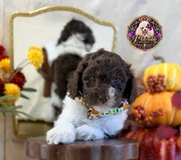 Chestnut, a male Poodle - Standard  for sale in Bristol, VA – 9 of 10