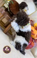 Chestnut, a male Poodle - Standard  for sale in Bristol, VA – 2 of 10