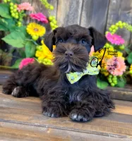 Ledger, a male Miniature Schnauzer for sale in Bristol, VA – 1 of 10