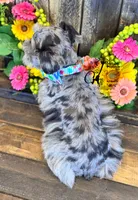 Dusty , a male Miniature Schnauzer for sale in Bristol, VA – 2 of 10