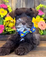 Bud, a male Miniature Schnauzer for sale in Bristol, VA – 8 of 10