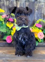 Ledger, a male Miniature Schnauzer for sale in Bristol, VA – 3 of 10