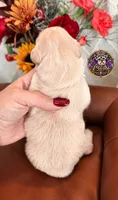 Max, a male Miniature Schnauzer for sale in Bristol, VA – 5 of 10