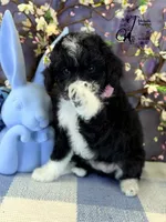 Tess, a female Bordoodle for sale in Bristol, VA – 8 of 10