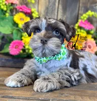 Dakota, a male Miniature Schnauzer for sale in Bristol, VA – 4 of 10