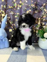 Tess, a female Border Collie and Poodle - Miniature  for sale in Bristol, VA – Photo 9 of 10