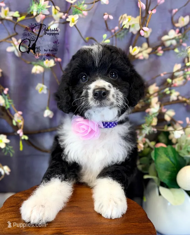 Tess – Border Collie, Poodle - Miniature  puppy for sale in Bristol, VA