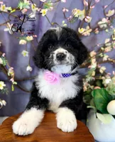 Tess, a female Border Collie and Poodle - Miniature  for sale in Bristol, VA – Photo 1 of 10