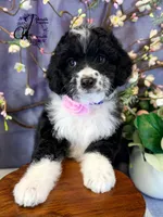Tess, a female Border Collie and Poodle - Miniature  for sale in Bristol, VA – Photo 2 of 10