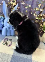 Tess, a female Border Collie and Poodle - Miniature  for sale in Bristol, VA – Photo 5 of 10