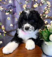 Tess, a female Border Collie and Poodle - Miniature  for sale in Bristol, VA – Photo 10 of 10