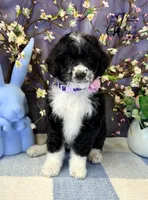 Tess, a female Border Collie and Poodle - Miniature  for sale in Bristol, VA – Photo 8 of 10
